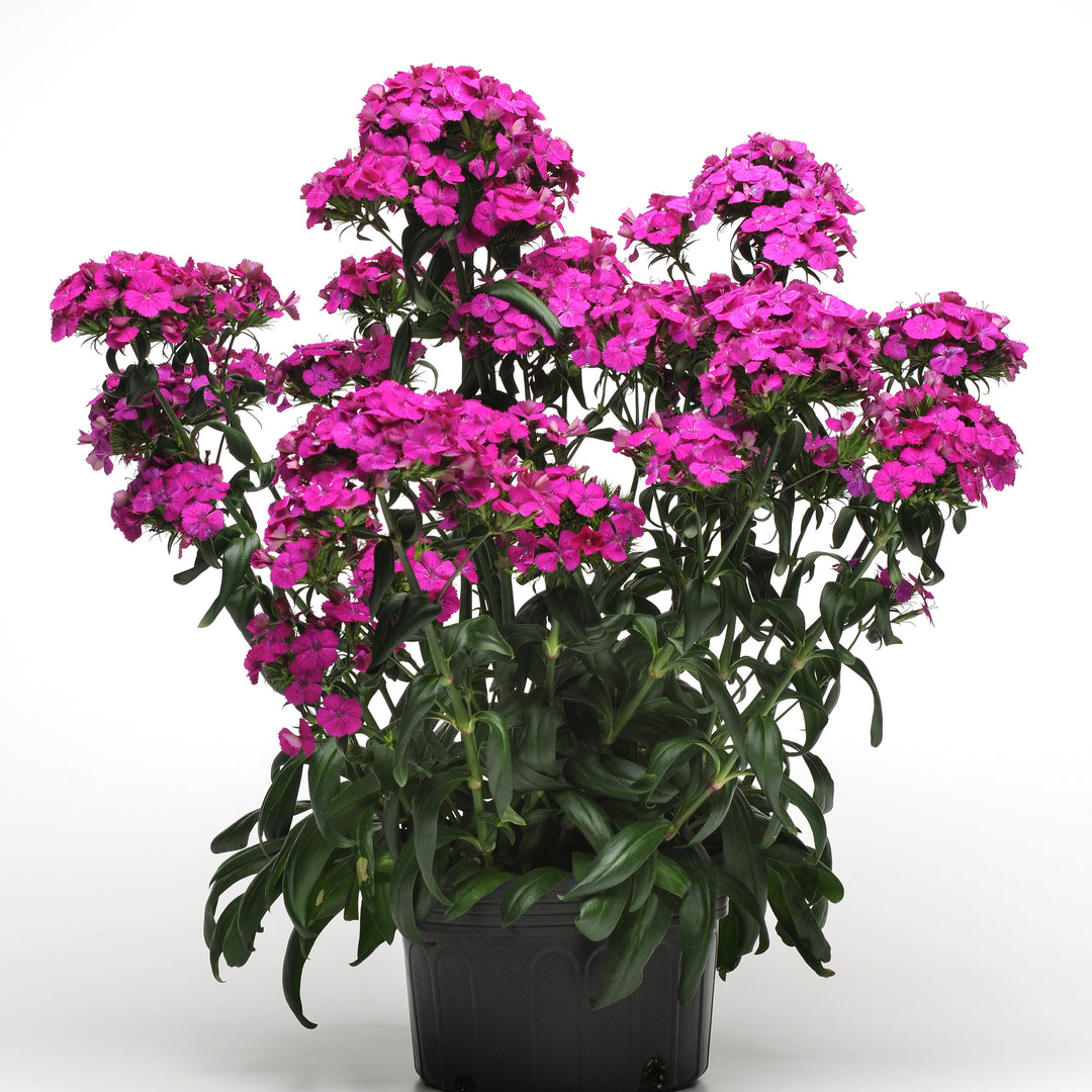 Dianthus barbatus interspecific 'PAS247290' ~ Amazon™ Neon Purple Dianthus-ServeScape