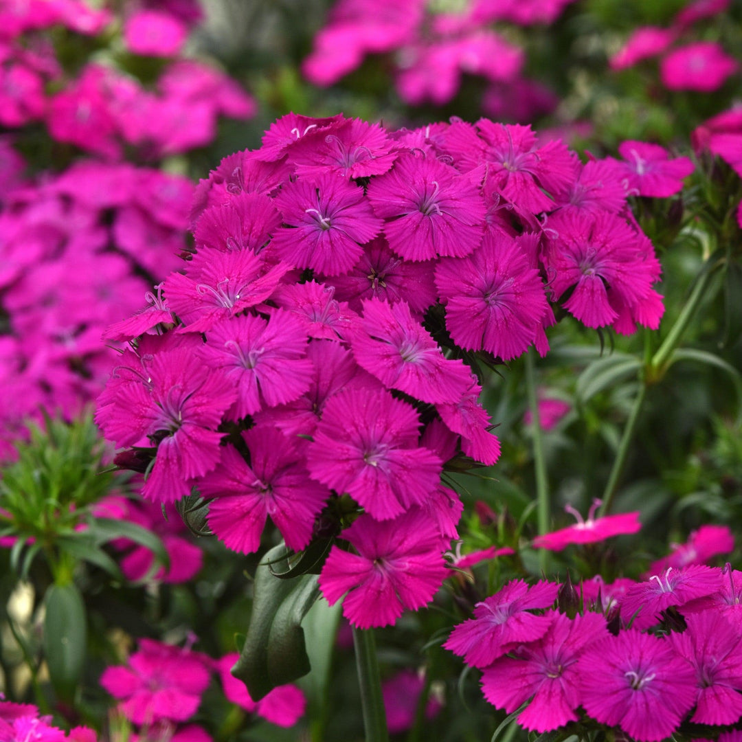 Dianthus barbatus interspecific 'PAS247290' ~ Amazon™ Neon Purple Dianthus-ServeScape