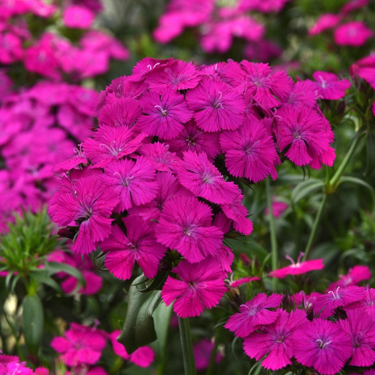 Dianthus barbatus interspecific 'PAS247290' ~ Amazon™ Neon Purple Dianthus-ServeScape