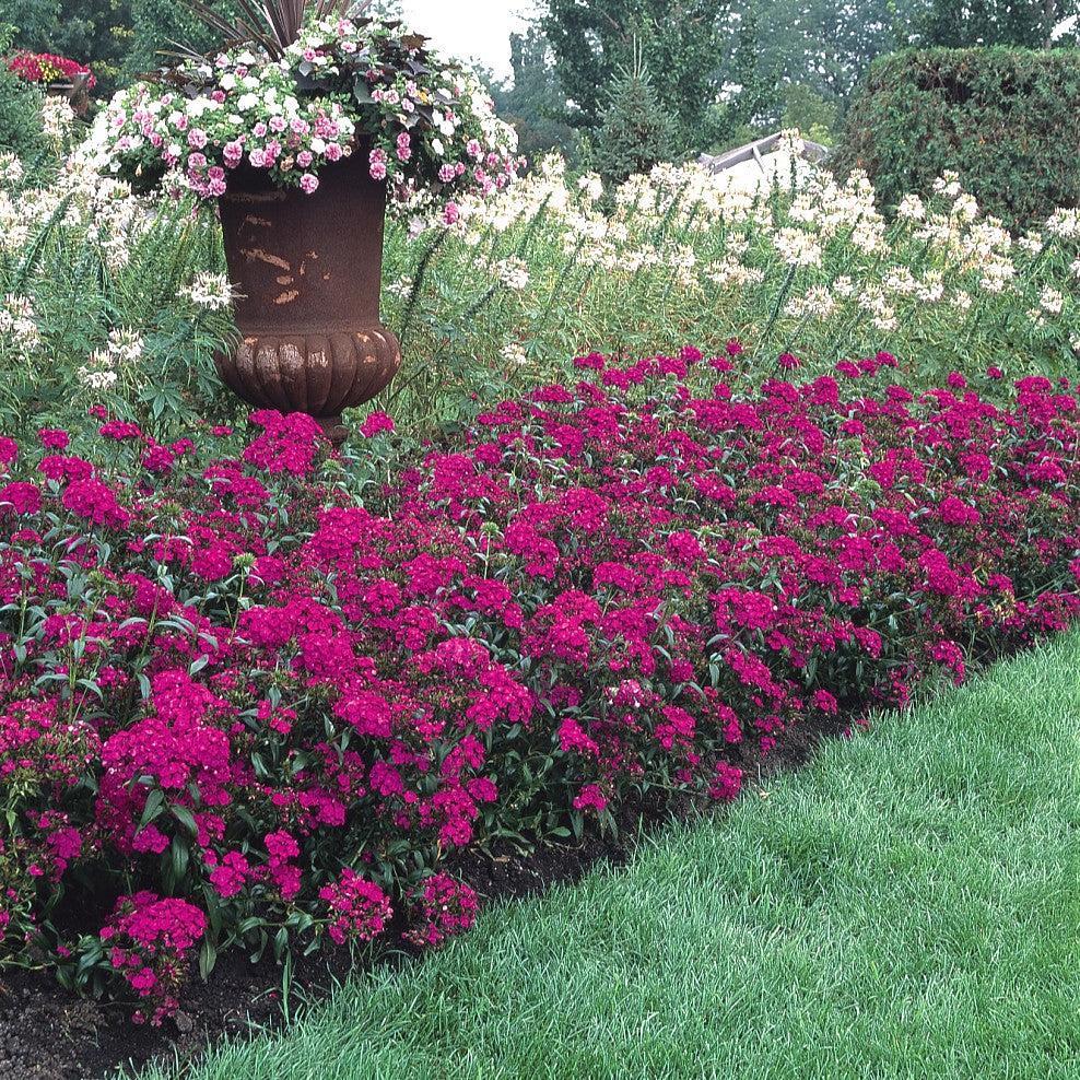 Dianthus barbatus interspecific 'PAS247290' ~ Amazon™ Neon Purple Dianthus-ServeScape