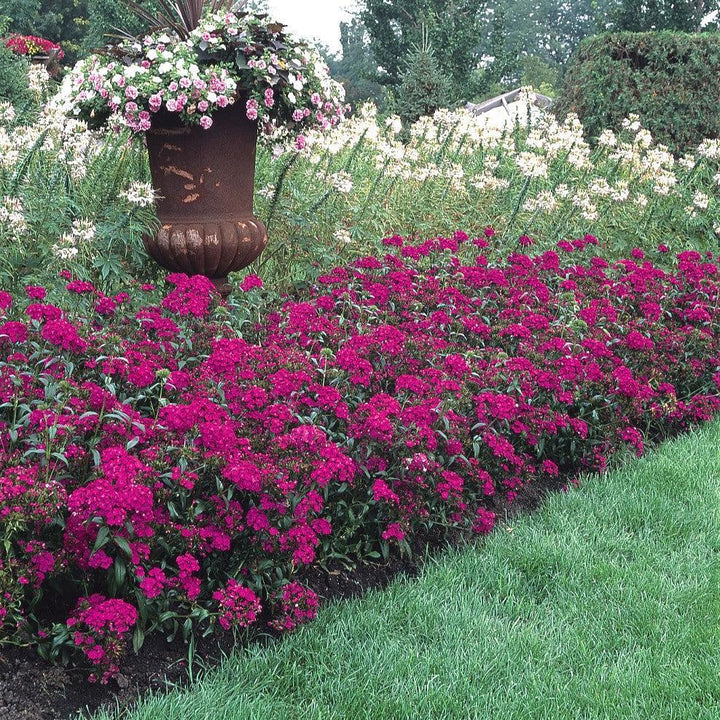 Dianthus barbatus interspecific 'PAS247290' ~ Amazon™ Neon Purple Dianthus-ServeScape