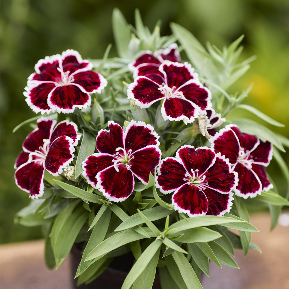 Dianthus 'Diana Crimson Bicolor' ~ Diana Crimson Bicolor Dianthus-ServeScape