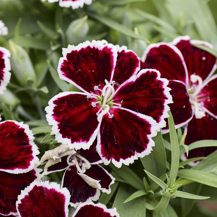 Dianthus 'Diana Crimson Bicolor' ~ Diana Crimson Bicolor Dianthus-ServeScape