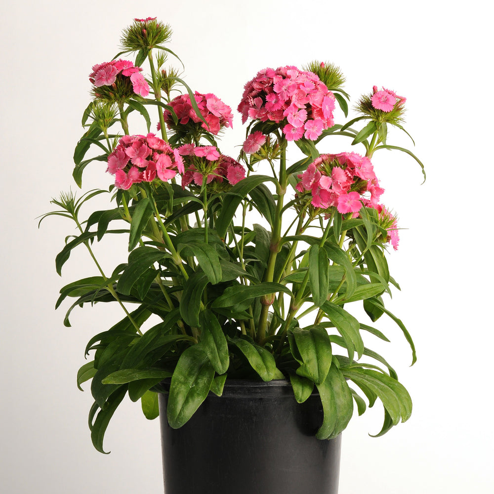 Dianthus barbatus 'PAS951121' ~ Dash™ Pink Dianthus-ServeScape