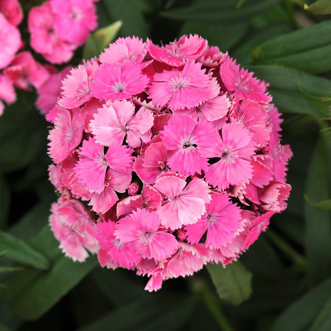 Dianthus barbatus 'PAS951121' ~ Dash™ Pink Dianthus-ServeScape