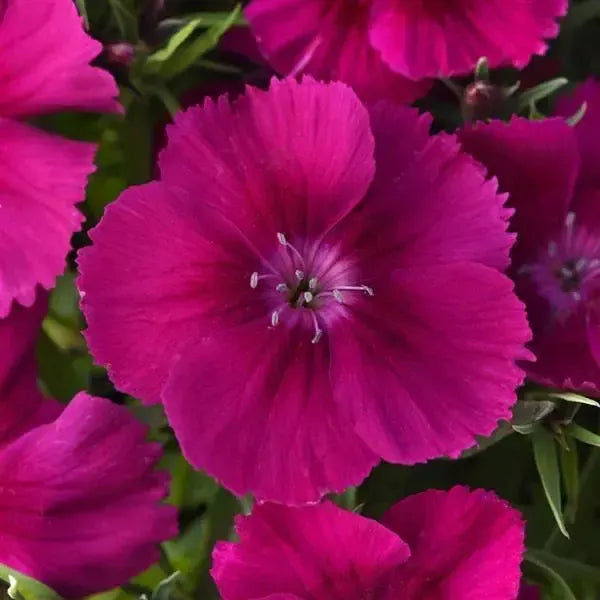 Dianthus 'PAS1443784' ~ Coronet™ Purple Dianthus-ServeScape