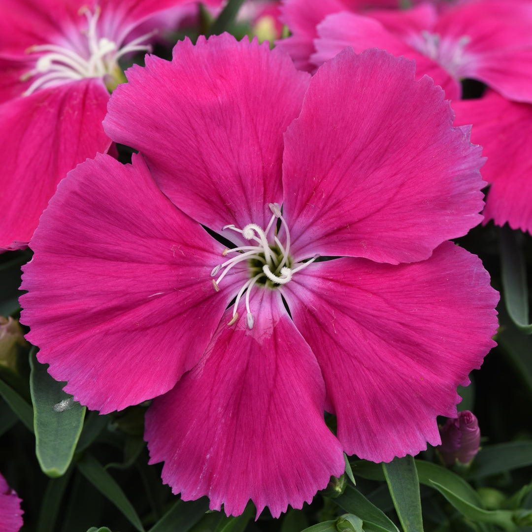 Dianthus 'PAS1217321 ~ Coronet™ Rose Dianthus-ServeScape