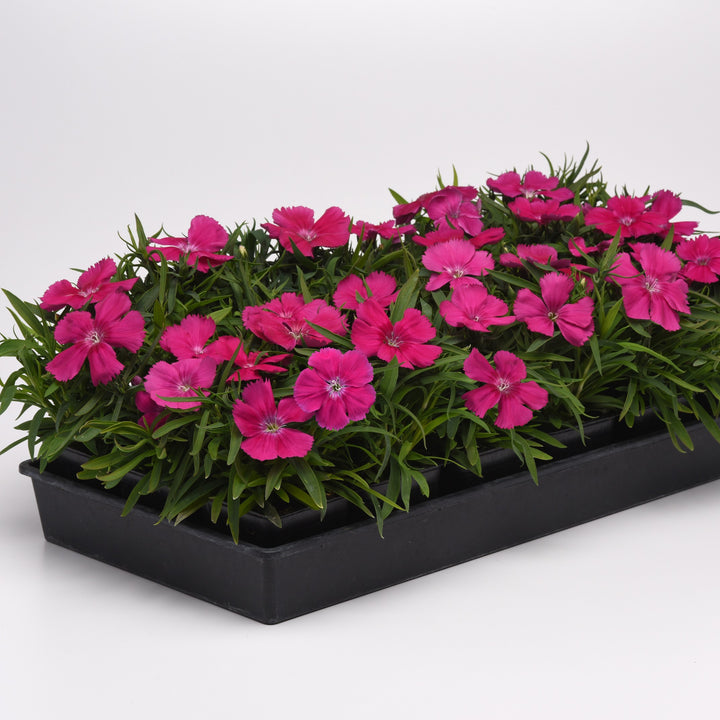 Dianthus 'PAS1217321 ~ Coronet™ Rose Dianthus-ServeScape