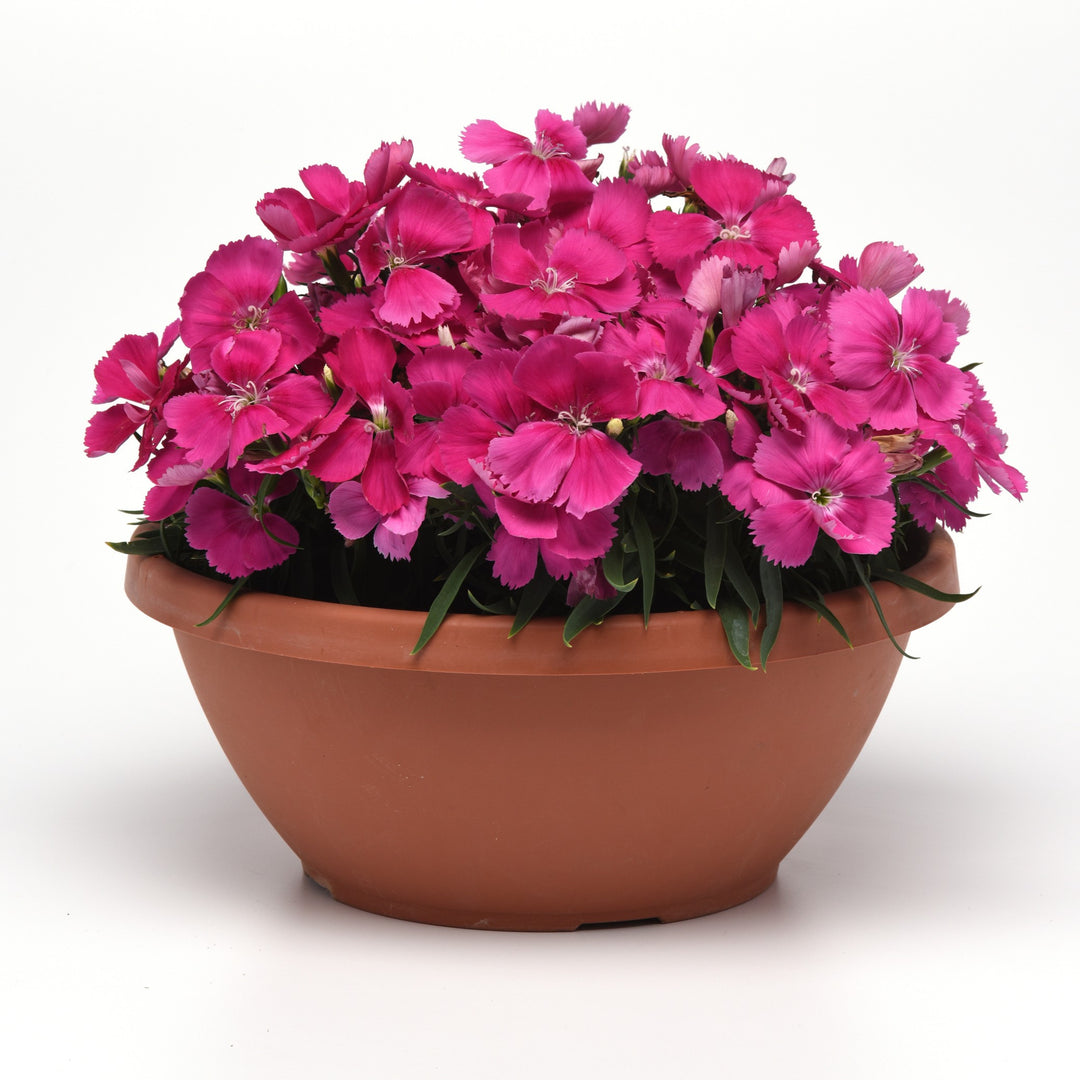 Dianthus 'PAS1217321 ~ Coronet™ Rose Dianthus-ServeScape