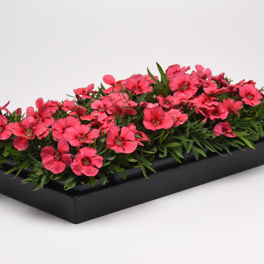 Dianthus 'PAS1217323' ~ Coronet™ Salmon Red Eye Dianthus-ServeScape
