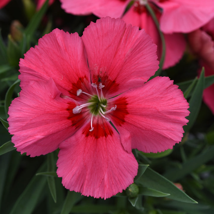Dianthus 'PAS1217323' ~ Coronet™ Salmon Red Eye Dianthus-ServeScape