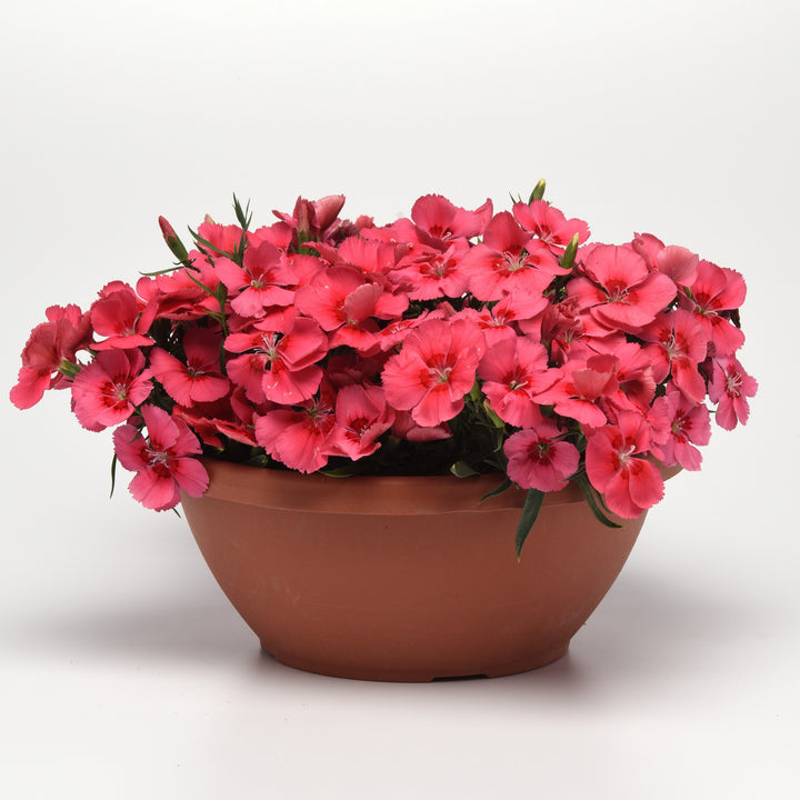 Dianthus 'PAS1217323' ~ Coronet™ Salmon Red Eye Dianthus-ServeScape