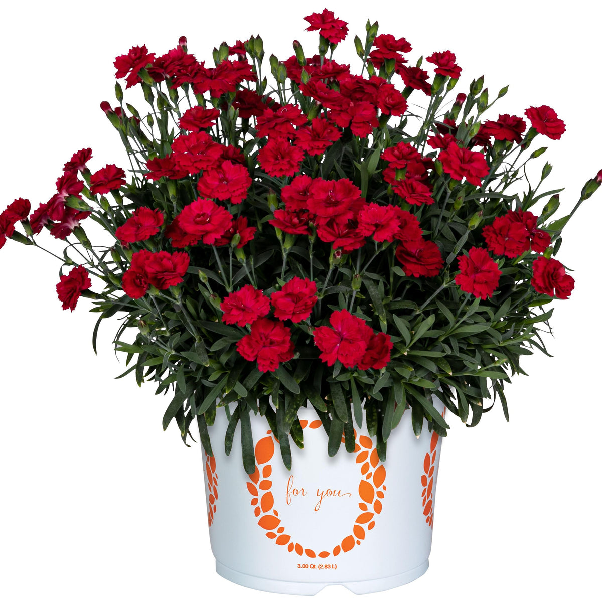 Dianthus 'Cliff Red Spot' ~ Cliff Red Spot Dianthus-ServeScape