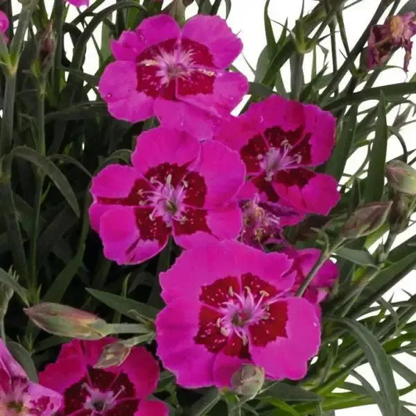 Dianthus 'Cliff Pink Spot' ~ Cliff Pink Spot Dianthus-ServeScape
