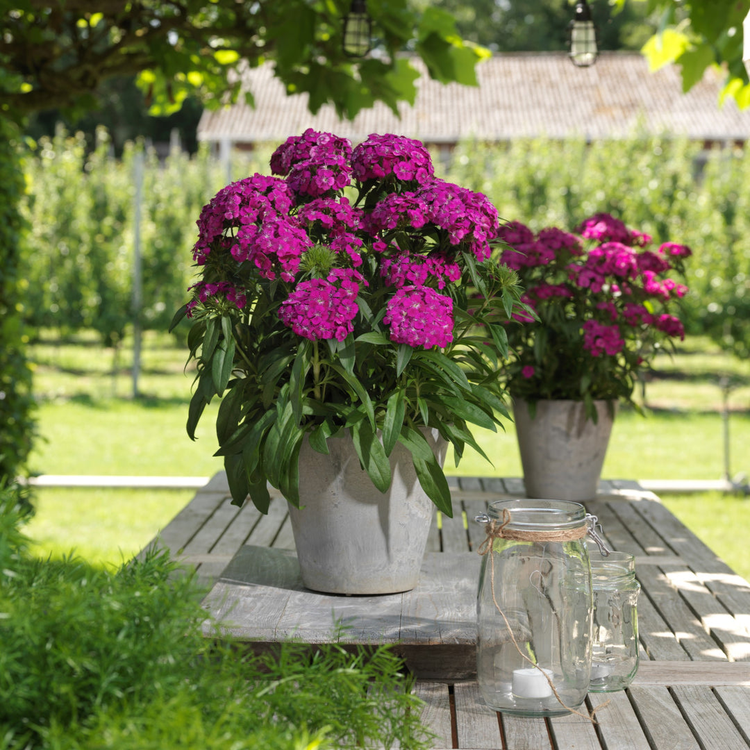 Dianthus 'PAS1514677' ~ Dart™ Purple Dianthus-ServeScape