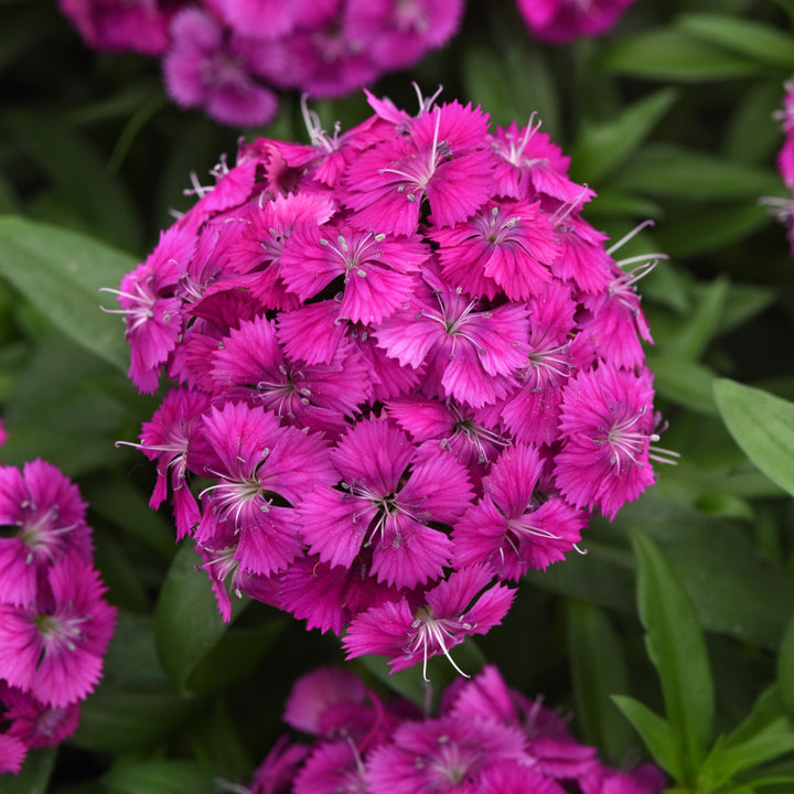 Dianthus 'PAS1514677' ~ Dart™ Purple Dianthus-ServeScape