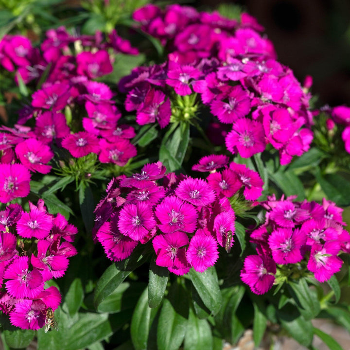 Dianthus 'PAS1514677' ~ Dart™ Purple Dianthus-ServeScape