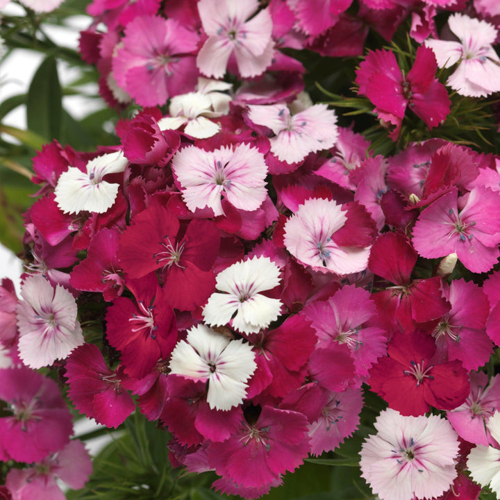 Dianthus 'PAS1514679' ~ Dart™ Pink Magician Dianthus-ServeScape