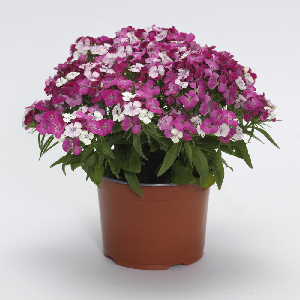 Dianthus 'PAS1514679' ~ Dart™ Pink Magician Dianthus-ServeScape