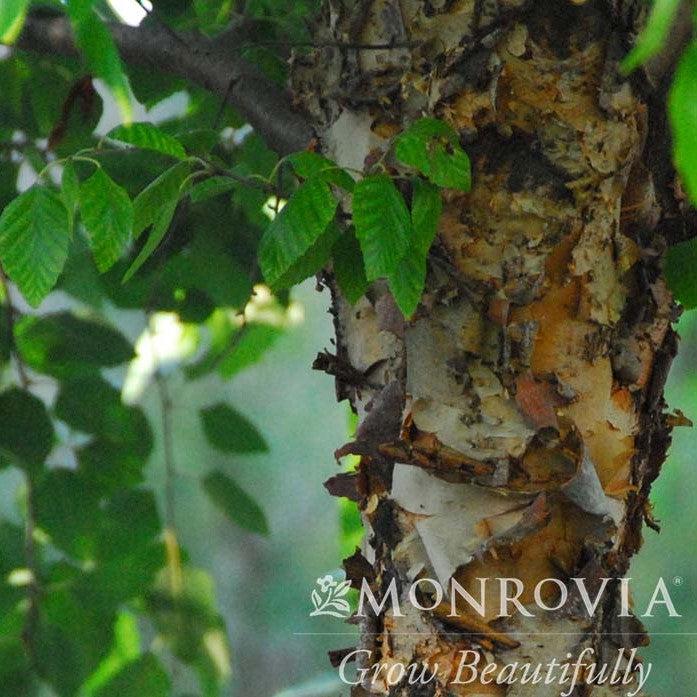 Betula nigra 'BNMTF' ~ Monrovia® Dura Heat® River Birch-ServeScape