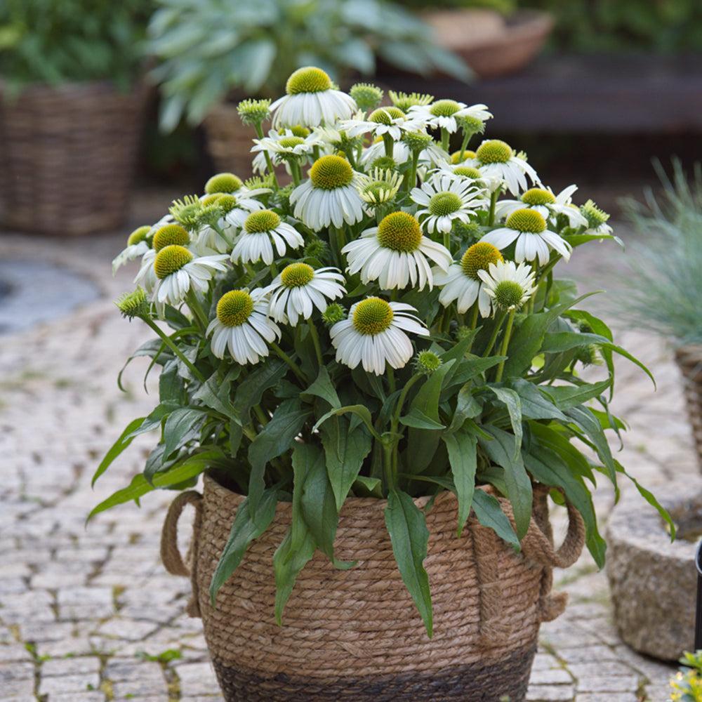 Echinacea purpurea 'SunMagic Vintage White' ~ SunMagic® Vintage White Echinacea-ServeScape
