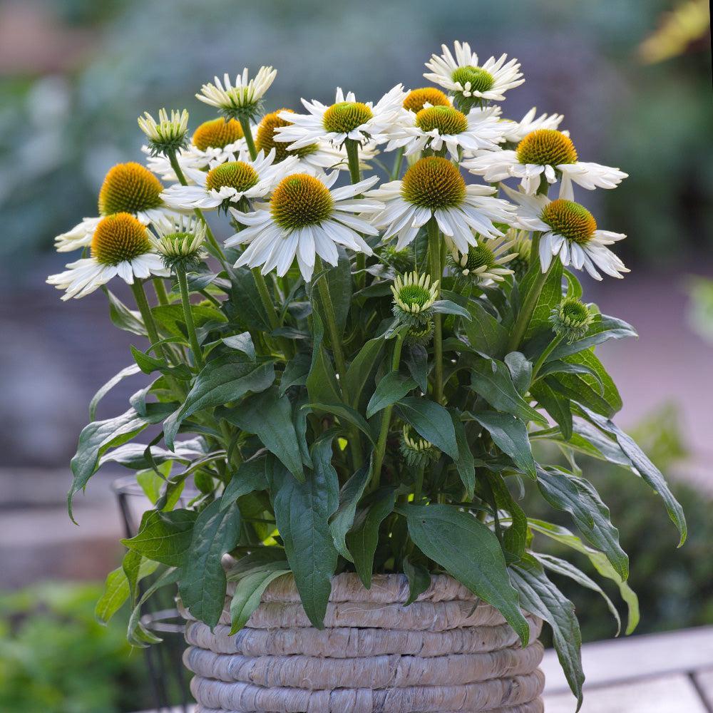 Echinacea purpurea 'SunMagic Vintage Pearl White' ~ SunMagic® Vintage Pearl White Echinacea-ServeScape
