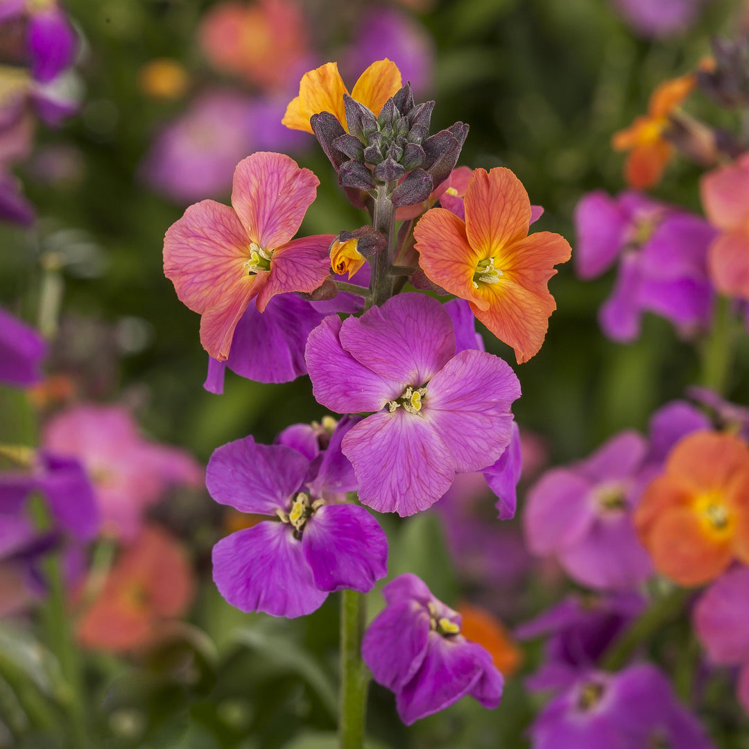 Erysimum linifolium 'Fort Magenta' ~ Erysistible™ Magenta Erysimum-ServeScape