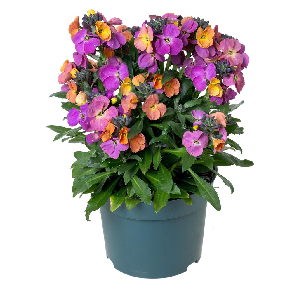 Erysimum linifolium 'Fort Magenta' ~ Erysistible™ Magenta Erysimum-ServeScape