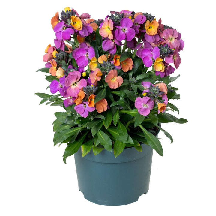 Erysimum linifolium 'Fort Magenta' ~ Erysistible™ Magenta Erysimum-ServeScape