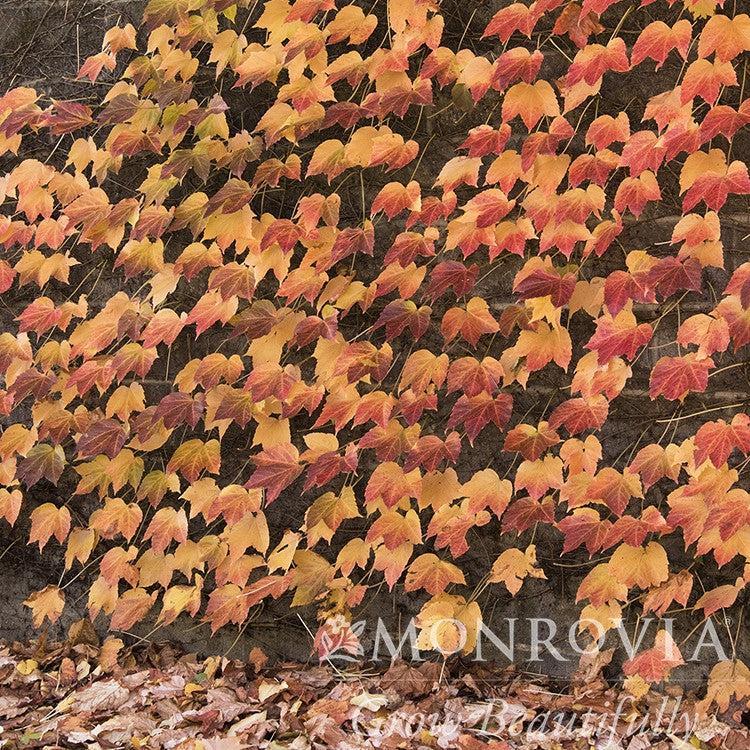 Parthenocissus tricuspidata 'Green Showers' ~ Monrovia® Green Showers Boston Ivy-ServeScape