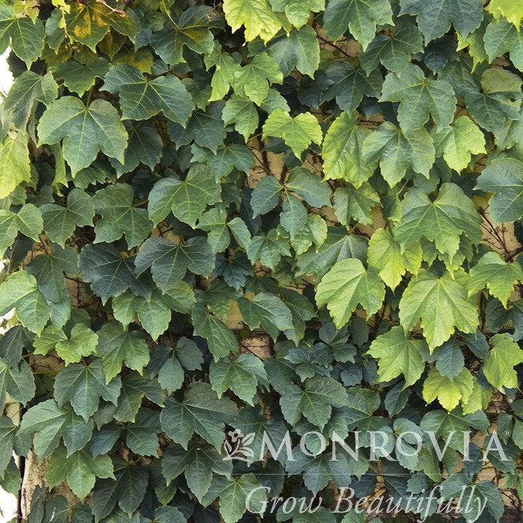 Parthenocissus tricuspidata 'Green Showers' ~ Monrovia® Green Showers Boston Ivy-ServeScape