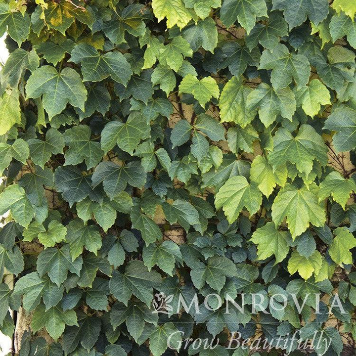 Parthenocissus tricuspidata 'Green Showers' ~ Monrovia® Green Showers Boston Ivy-ServeScape