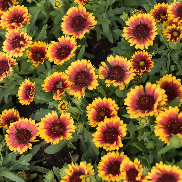 Gaillardia aristata 'Spintop Red Starburst Imp' ~ Spintop™ Red Starburst Improved Blanket Flower-ServeScape