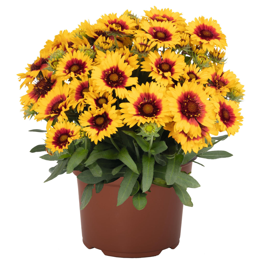 Gaillardia aristata 'Spintop Red Starburst Imp' ~ Spintop™ Red Starburst Improved Blanket Flower-ServeScape