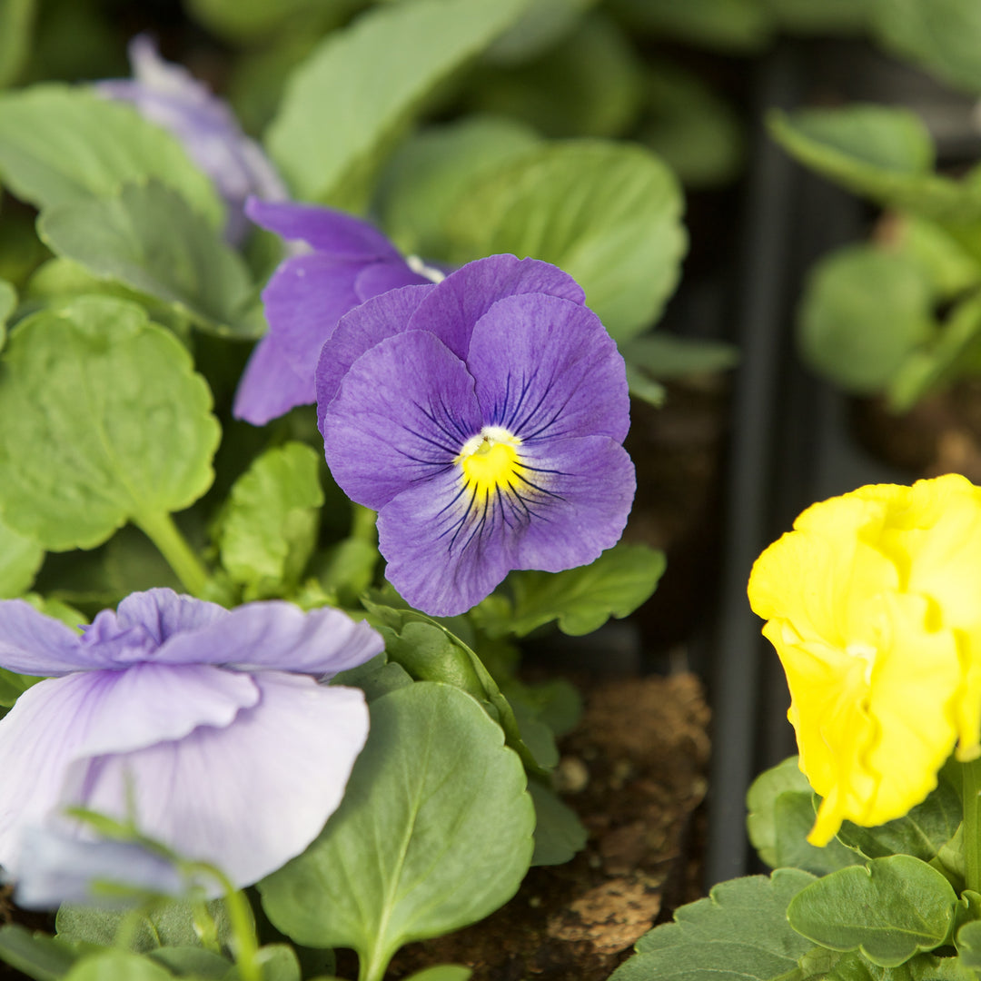 Viola x wittrockiana 'Delta Pure Colors Mix' ~ Delta™ Pure Colors Mix Pansy-ServeScape