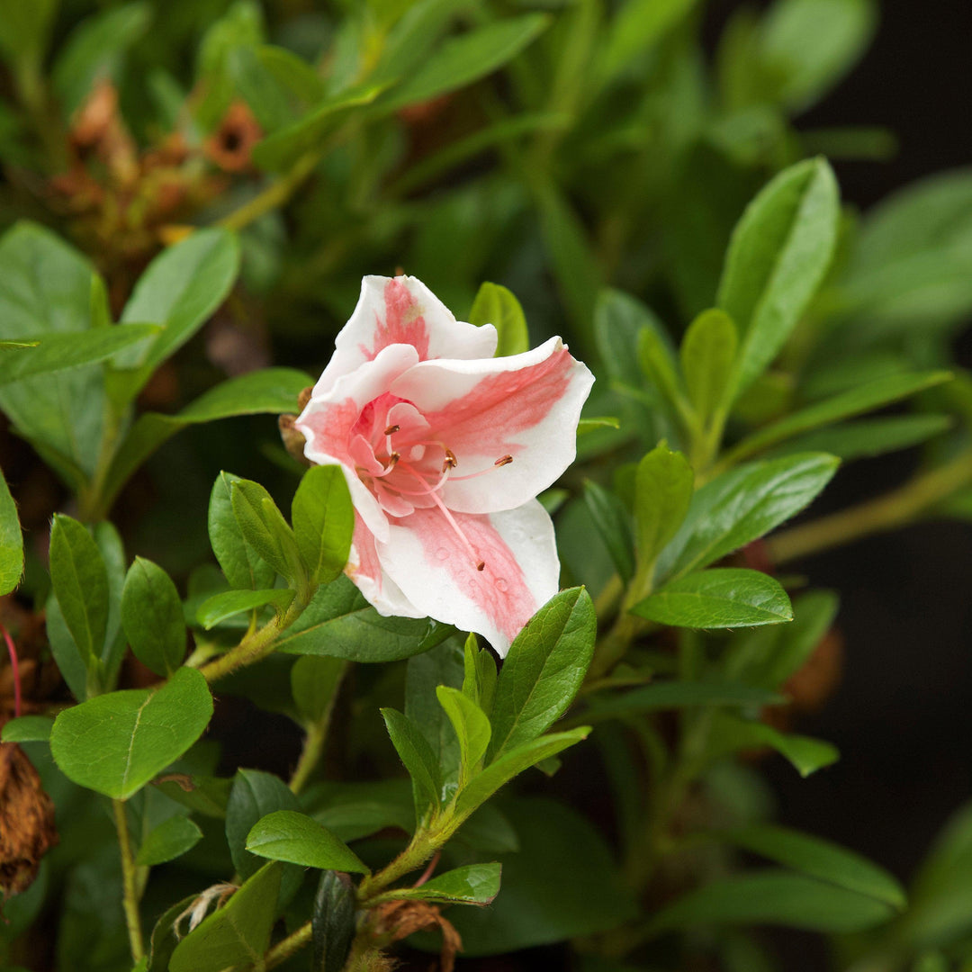 Rhododendron ‘Robleze’ ~ Encore® Autumn Starburst™ Azalea-ServeScape