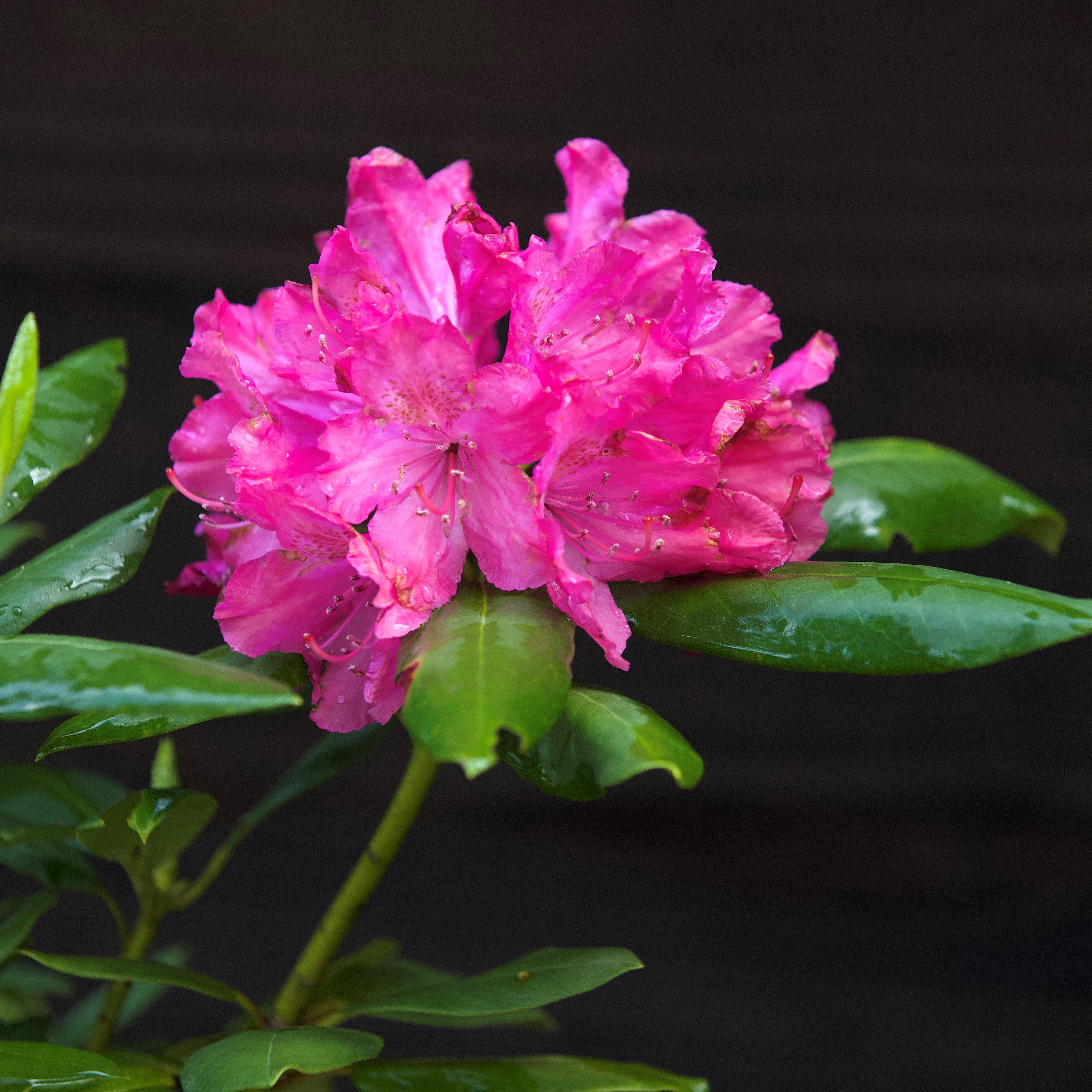 Pink Rhododendrum Pink Rosebay Rhododendron - Rhododendron maximum 'Roseum' – ServeScape