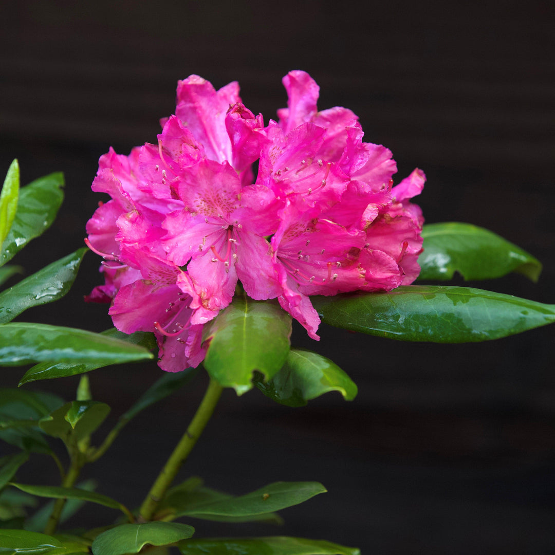 Rhododendron maximum 'Roseum' ~ Pink Rosebay Rhododendron-ServeScape