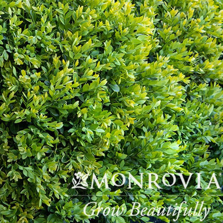 Buxus x 'Glencoe' ~ Monrovia® Chicagoland Green® Boxwood-ServeScape