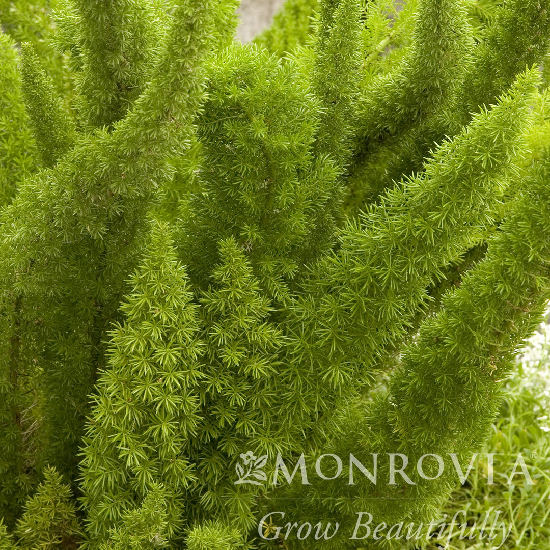 Asparagus densiflorus 'Myersii' ~ Monrovia® Foxtail Asparagus Fern-ServeScape