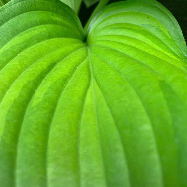 Hosta 'Guacamole' ~ Guacamole Hosta-ServeScape