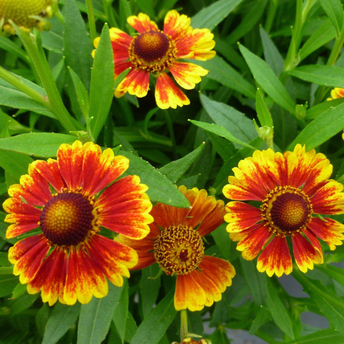 Helenium autumnale 'Balsaluemb ' ~ Salud™ Embers Sneezeweed-ServeScape
