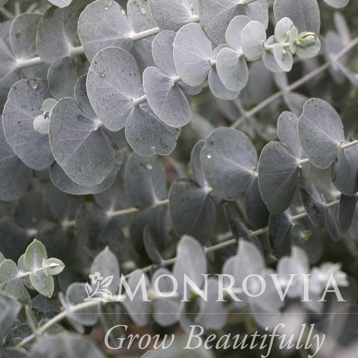 Eucalyptus cinerea ~ Monrovia® Silver Dollar Tree-ServeScape