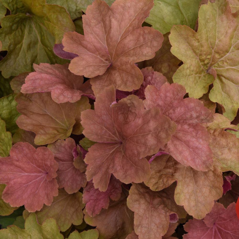 Heuchera 'Big Top Caramel Apple' ~ Big Top Caramel Apple Heuchera-ServeScape