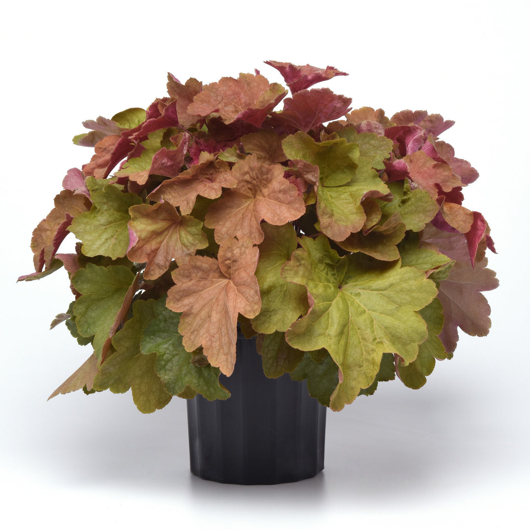 Heuchera 'Big Top Caramel Apple' ~ Big Top Caramel Apple Heuchera-ServeScape