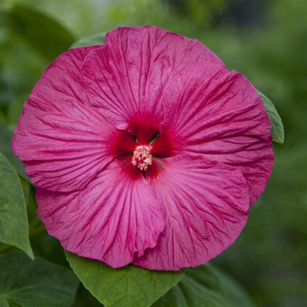 Hibiscus moscheutos 'Honeymoon Rose' ~ Honeymoon™ Rose Hibiscus-ServeScape