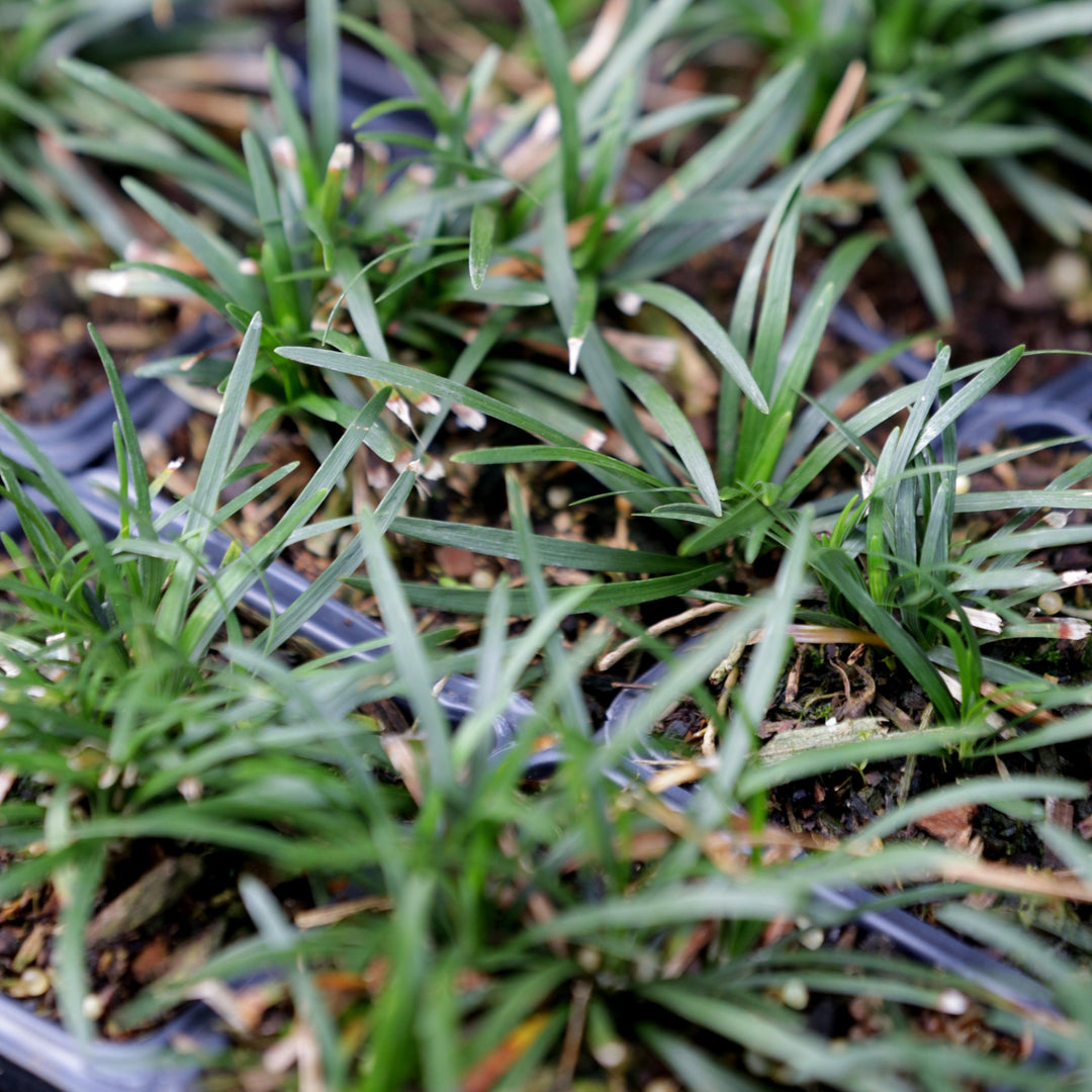 Ophiopogon japonicus 'Nanus' ~ Dwarf Mondo Grass-ServeScape