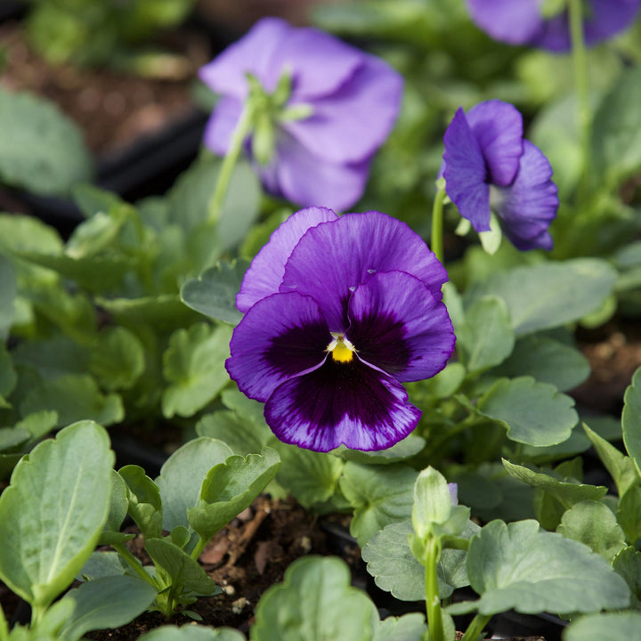 Viola x wittrockiana 'Delta Pure Colors Mix' ~ Delta™ Pure Colors Mix Pansy-ServeScape