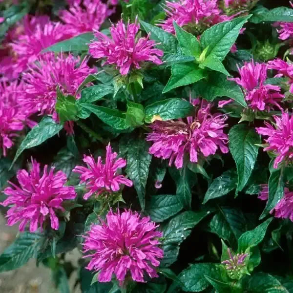 Monarda didyma 'Arcade' ~ Grand Parade™ Bee Balm-ServeScape