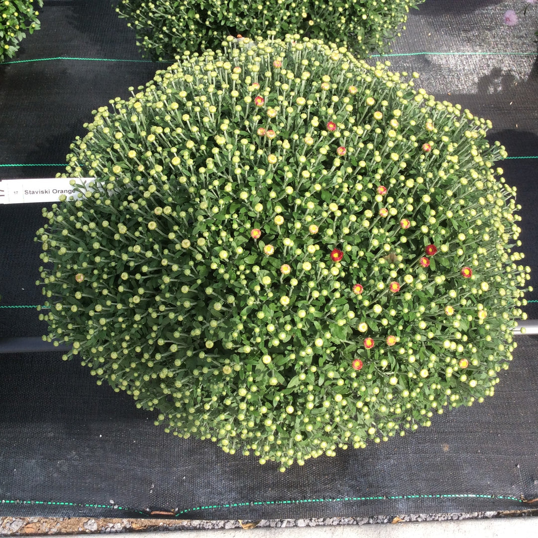 Chrysanthemum x morifolium 'Staviski Orange' ~ Belgian Mum® Staviski Orange Mum-ServeScape